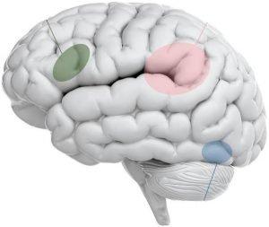 Dislexia e o cérebro